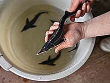 «Волга-Дон» запустит осетра