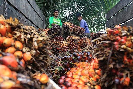 В Минфине оценили идею о налогах на пальмовое масло