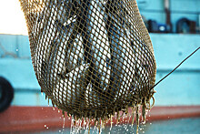 "Ъ": Росрыболовство предложило фиксировать цены на рыбу в рознице