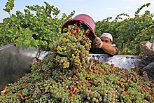 Минсельхоз: Повышение пошлин на недружественное вино сместит спрос в пользу отечественной продукции