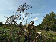 Депутат Баженов рассказал о мерах по борьбе с борщевиком