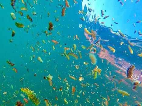 «Восточный Порт» высадил молодь трепанга в акваторию бухты Врангеля