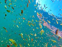 «Восточный Порт» высадил молодь трепанга в акваторию бухты Врангеля