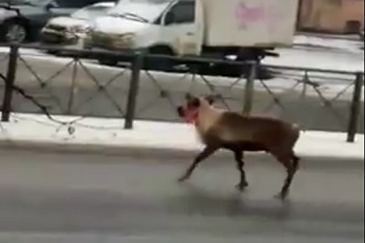 Бегающего по улицам Петербурга оленя засняли на видео