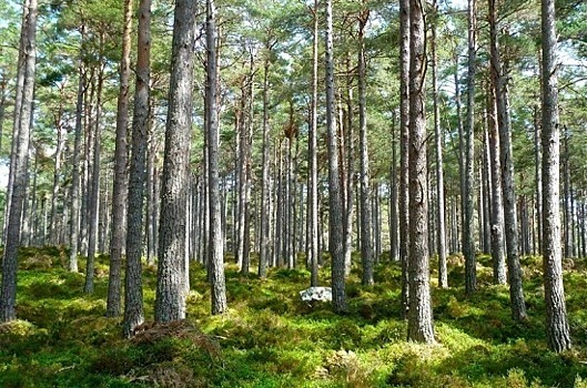 В России обновится перечень приоритетных проектов в области освоения лесов