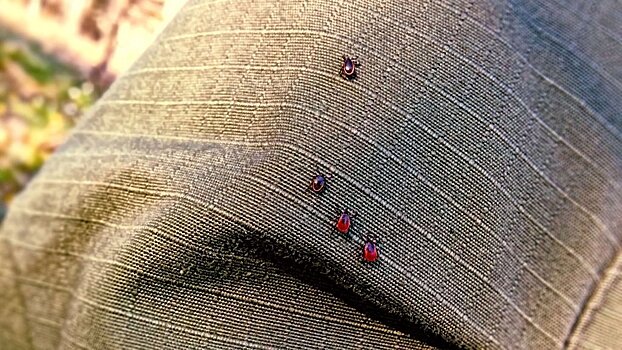 Ученые назвали любимую клещами группу крови