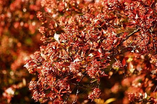 Осенний наряд сада: деревья и кустарники с красной листвой