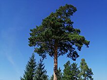 Лучшего лесоруба России выберут в Красноярске в сентябре