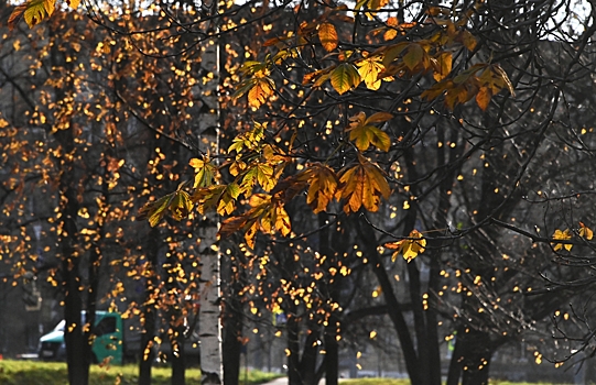 В Гидрометцентре предупредили москвичей о понижении температуры на 10 градусов