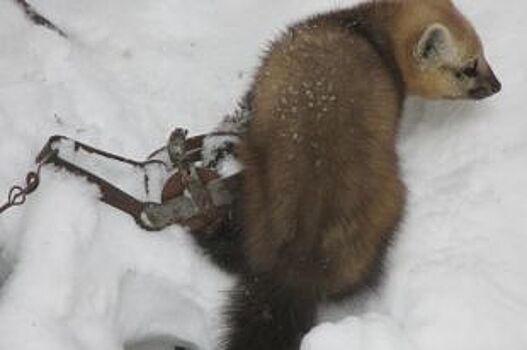 Самый опасный хищник. Охотовед – об отраве, медведях и человеке