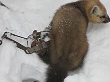 Самый опасный хищник. Охотовед – об отраве, медведях и человеке