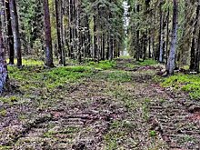 В Подмосковье прочистили более 600 км просек