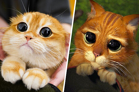 Кот из США стал звездой соцсетей благодаря схожести с котом из "Шрека"