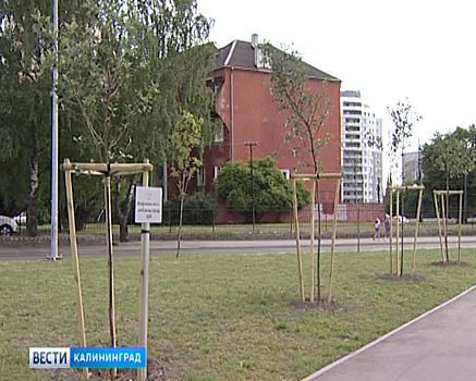 В Калининграде планируется высадить более 1000 деревьев