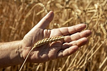 В Ростове производитель недостоверно задекларировал 10 тыс. т пшеницы