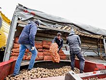 Аграрии ожидают повышения цен на картофель