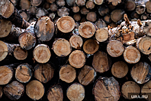 В Свердловской области бизнесмен-убийца незаконно вырубил лес на 12 млн рублей