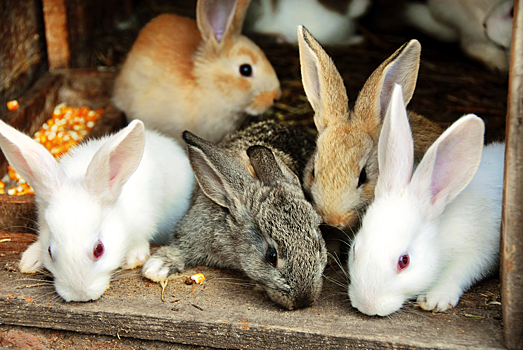 Японцы создадут "чистое" топливо из помета кролика