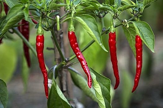 Назван ускоряющий обмен веществ продукт