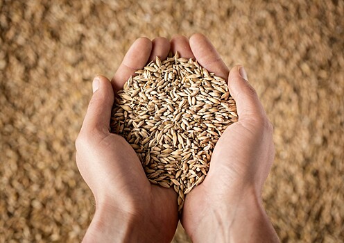 Из элеватора на Урале исчезли три тысячи тонн пшеницы