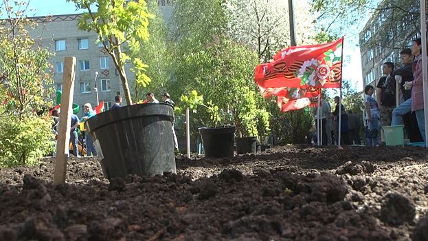 Порядка 500 саженцев посадили в ходе акции «Лес Победы» в Ивантеевке