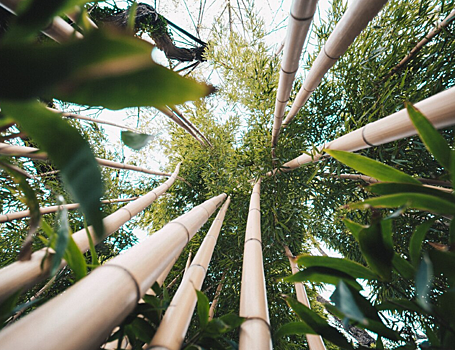 Агрономы спасли бамбук от токсичного свинца с помощью коктейля из фитогормонов