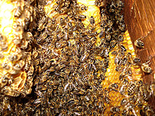 Бортный мед с тысячелетней историей: микрокосм в колоде