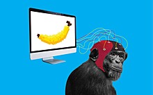 Ученые успешно соединили мозг обезьяны  с компьютером