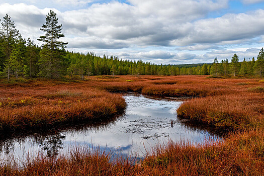Ученые выяснили, как «дышит» заброшенный торфяник: выбросы метана достигли пика