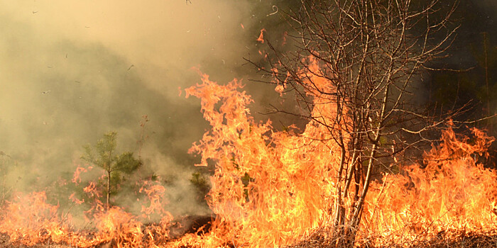 Опасный сезон: в Курганской области горят почти 14 тысяч гектаров леса