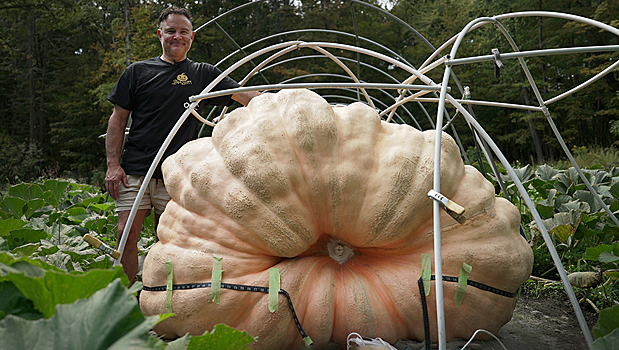 Инженер вырастил тыкву размером с маленький автомобиль