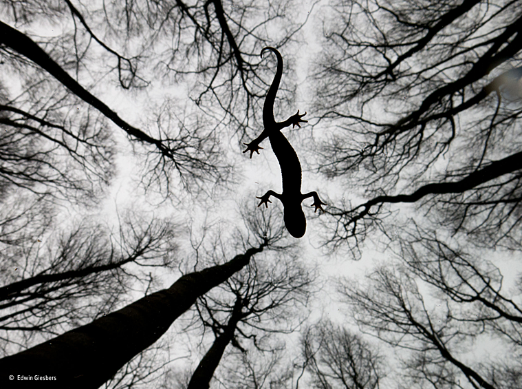 Нидерландский фотограф Edwin Giesbers победил в категории «Земноводные и пресмыкающиеся»