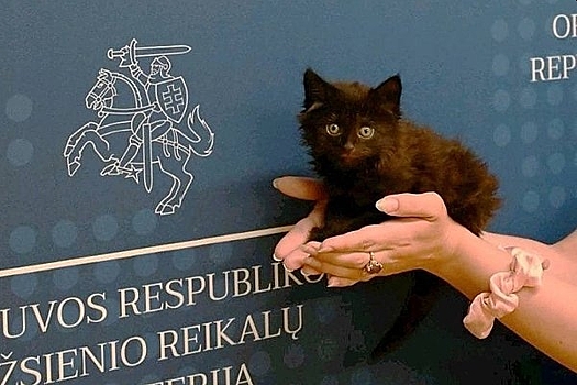 МИД Литвы дал официальный ранг найденному коту