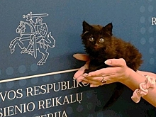 МИД Литвы дал официальный ранг найденному коту