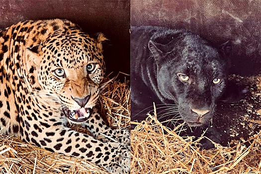 Из прифронтовой зоны в ЛНР спасли двух леопардов