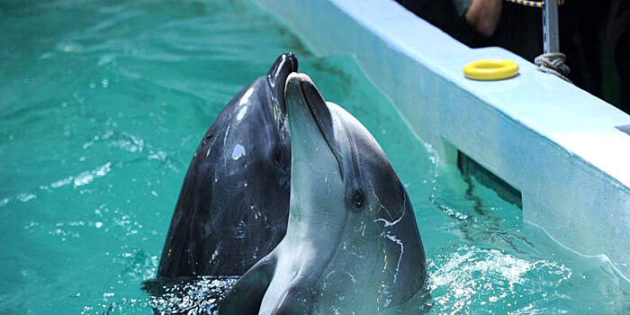 Итальянские дельфины погибают от эпидемии «кори»