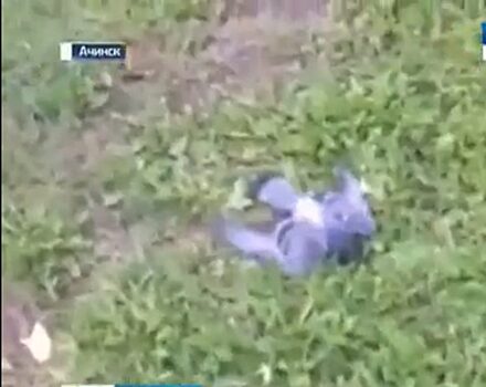В Ачинске массово погибают голуби