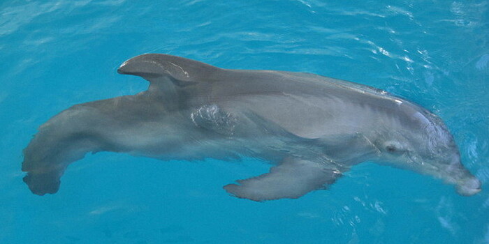 Во Флориде умерла дельфиниха Винтер, о которой сняли фильм «История дельфина»