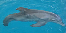 Во Флориде умерла дельфиниха Винтер, о которой сняли фильм «История дельфина»