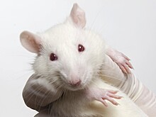 Крысы научились диагностировать рак по запаху лучше передового оборудования