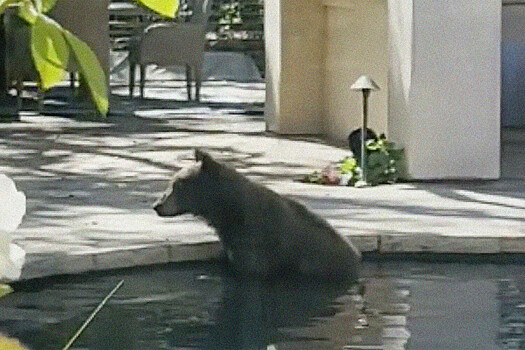 Медведь в Калифорнии развлекся в доме местных жителей