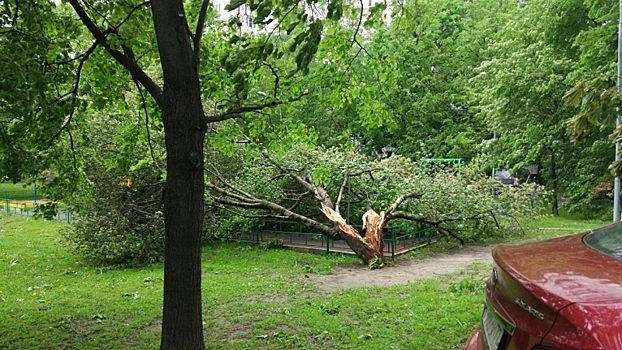 Под Тюменью три человека сгорели в автомобиле, врезавшемся в дерево