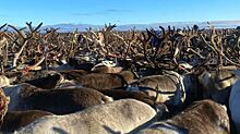 Водителей Ямала призвали быть внимательными на дорогах из-за каслания оленеводов