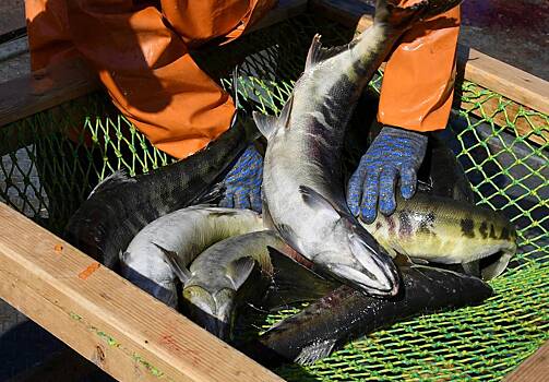 Улов лососевых в ключевом регионе России оказался ниже прогноза