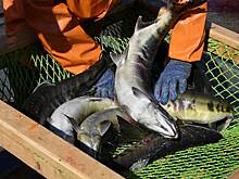 Улов лососевых в ключевом регионе России оказался ниже прогноза