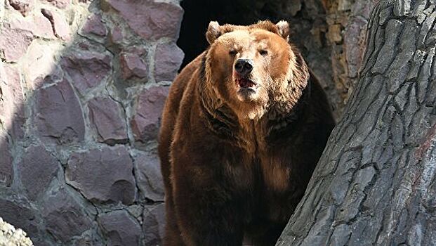 Медведи в Московском зоопарке проснулись раньше срока