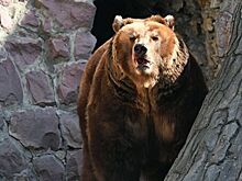 Медведи в Московском зоопарке проснулись раньше срока