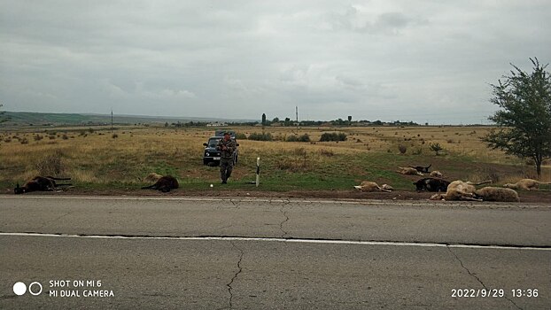 Погибло 14 животных: в Ростовской области водитель врезался в стадо баранов