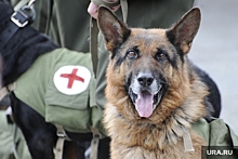 Запашный: собаки находят и обезвреживают взрывчатку на Украине