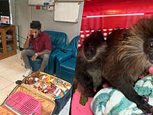 В Таиланде задержали индийца, пытавшегося вывезти индокитайских лутунгов